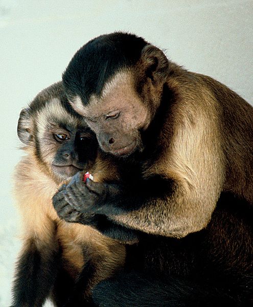 495px-Capuchin_monkeys_sharing